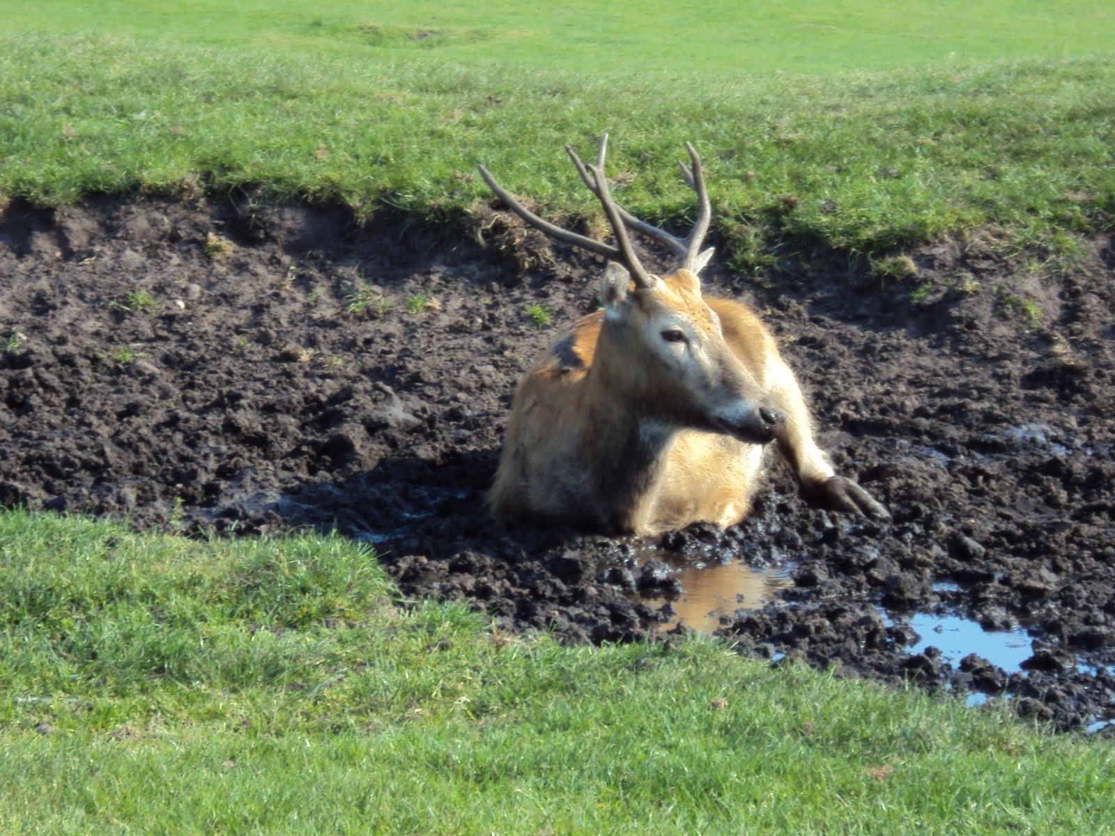 West Midland Safari Park